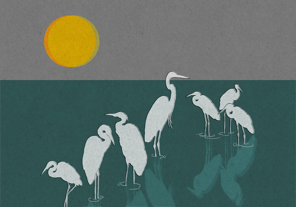 White herons in sunlight — full design