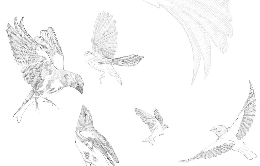 Flying birds in pencil — full design