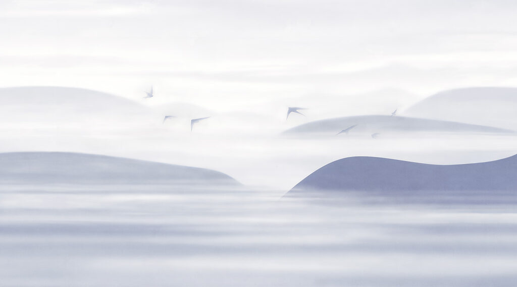 Birds Over Still Water — full design