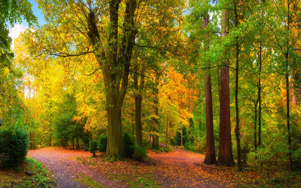 Autumn Path — full design