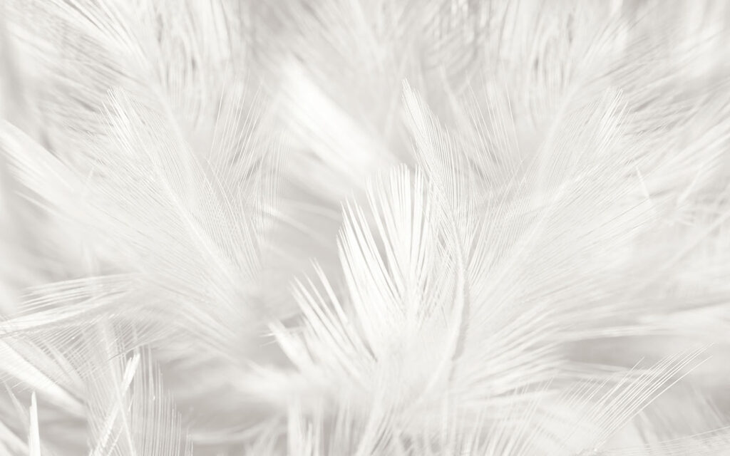Feather Closeup — full design