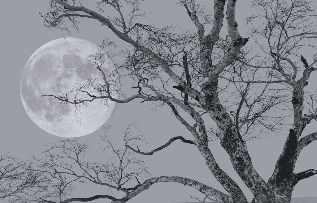 Moon behind bare branches — full design