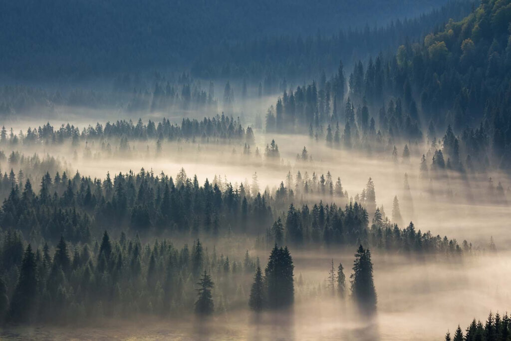 Mist between pine hills — full design