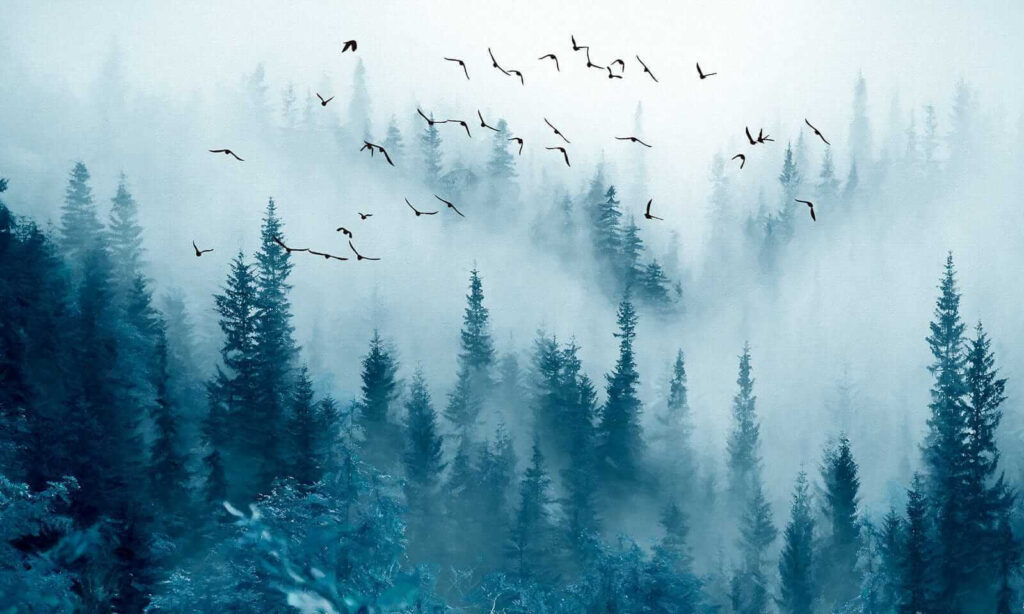 Birds over blue mist — full design