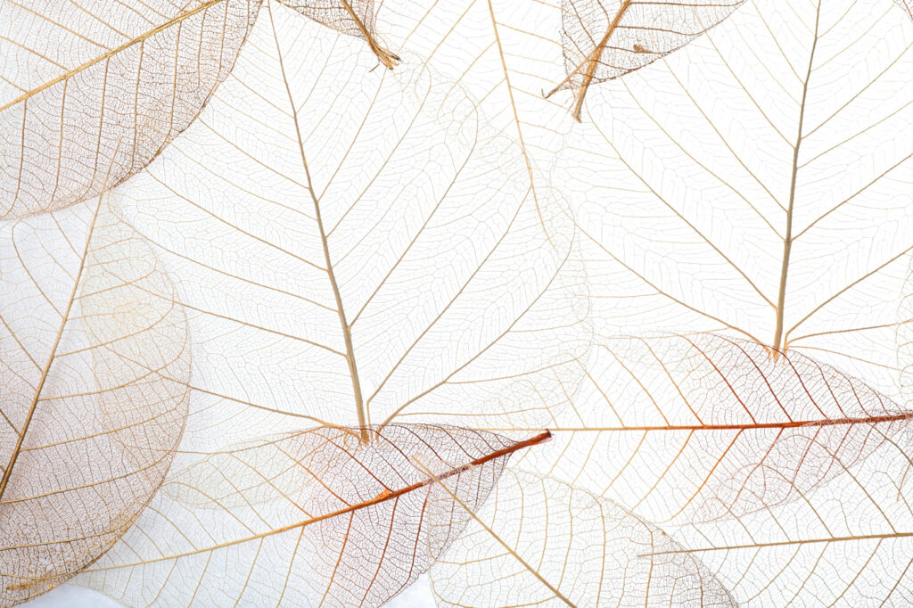 Leaf skeletons in lines — full design