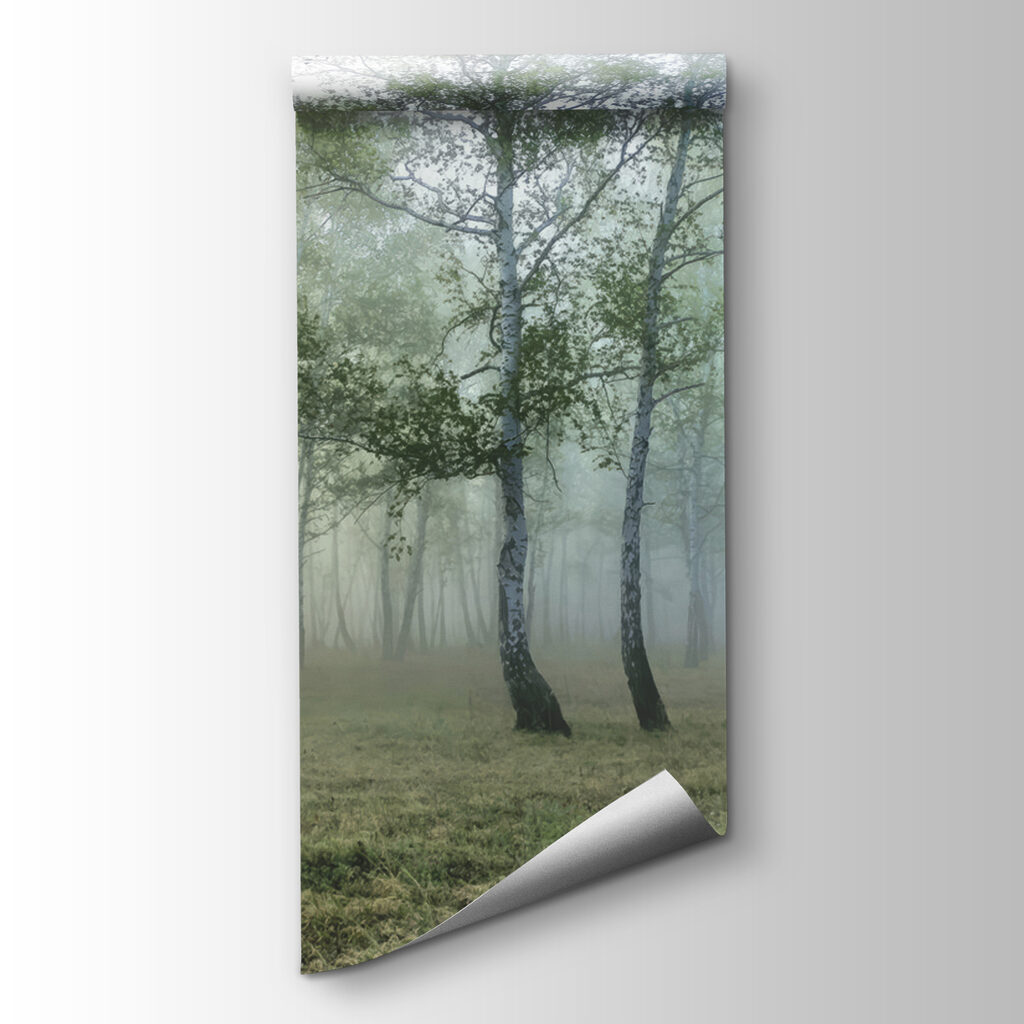 Birch wood in mist — product view