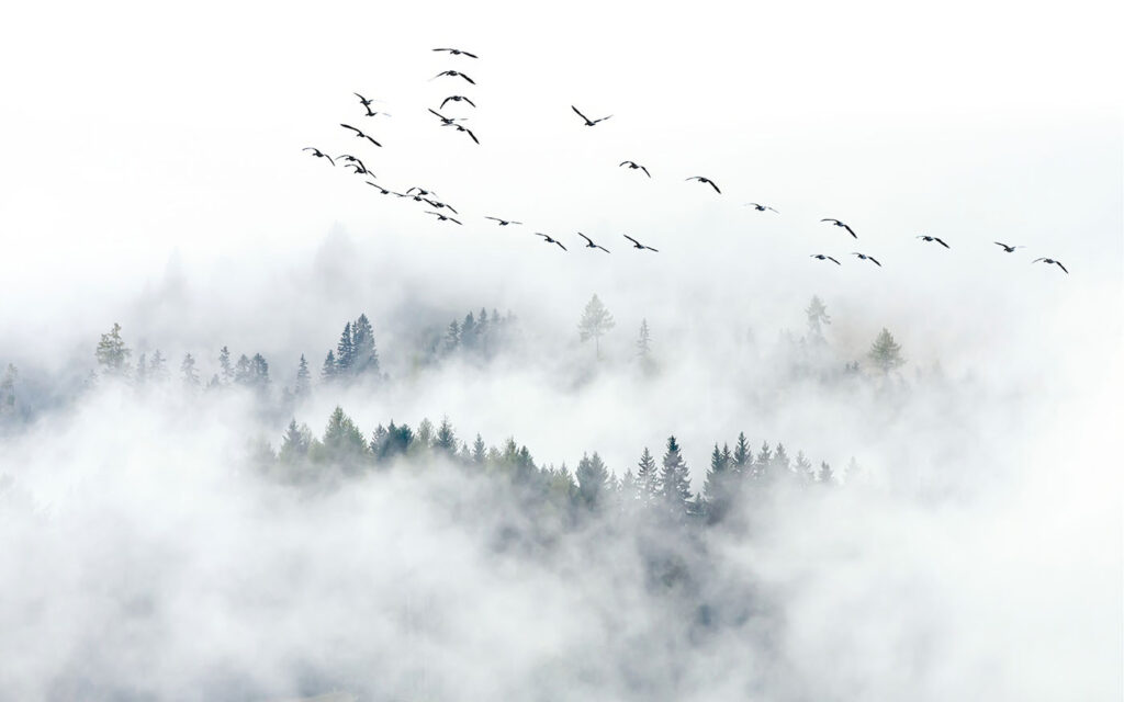Conifers in white fog — full design