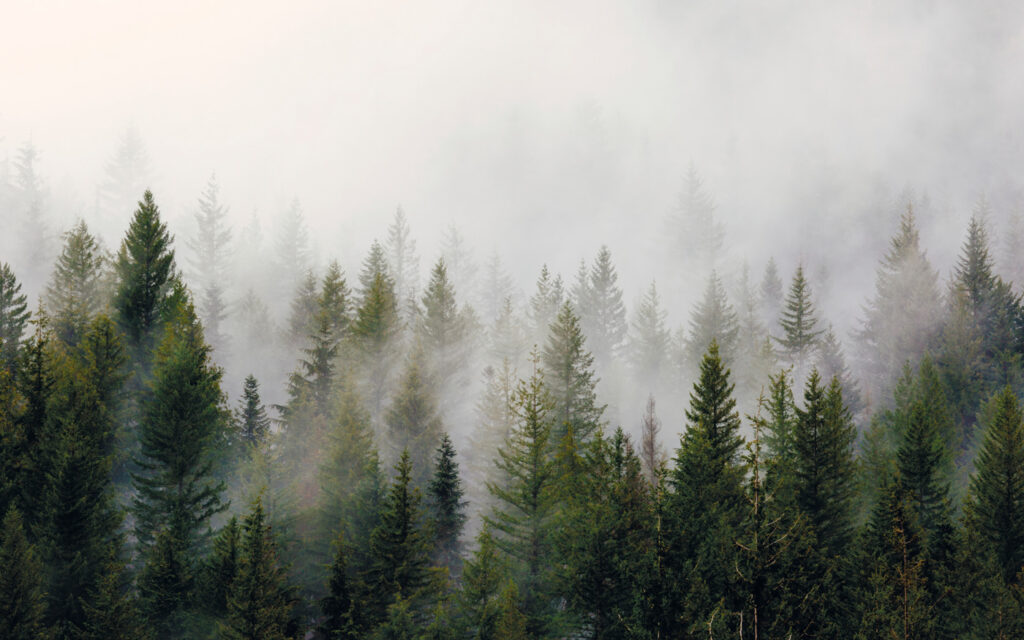 Pines fading into mist — full design