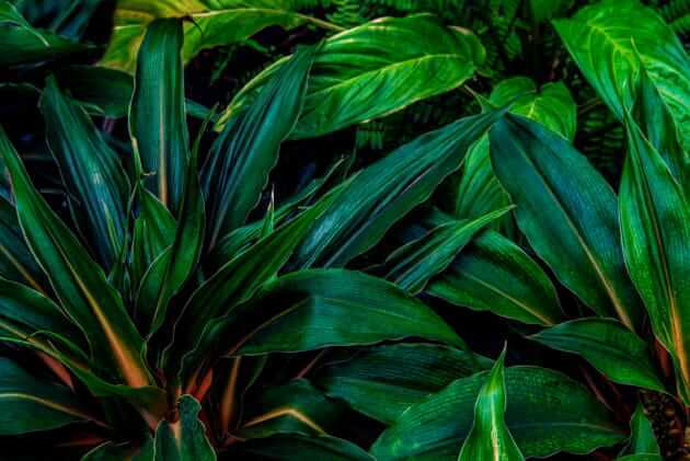 Dense deep green leaves — full design