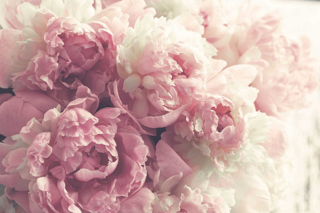 Peonies in soft light — full design