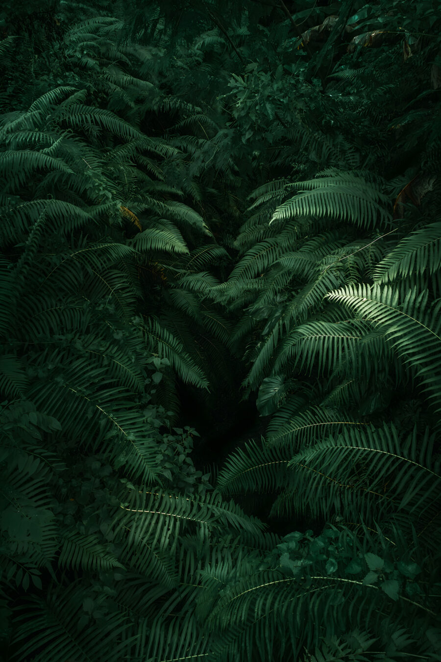 Rainforest Depths — full design