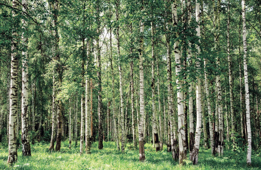 Birch trunks over grass — full design