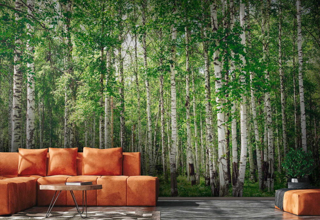 Birch trunks over grass — interior 1