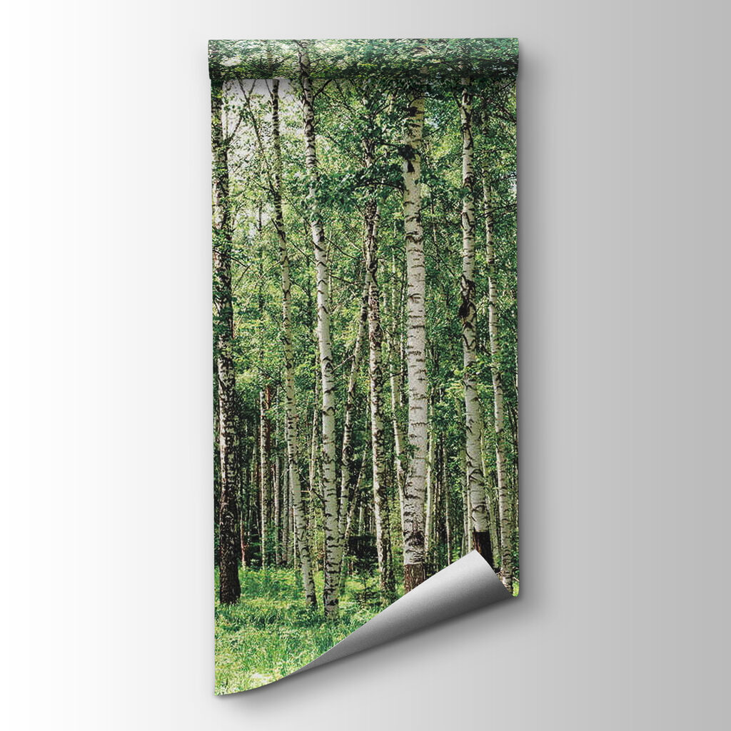 Birch trunks over grass — product view