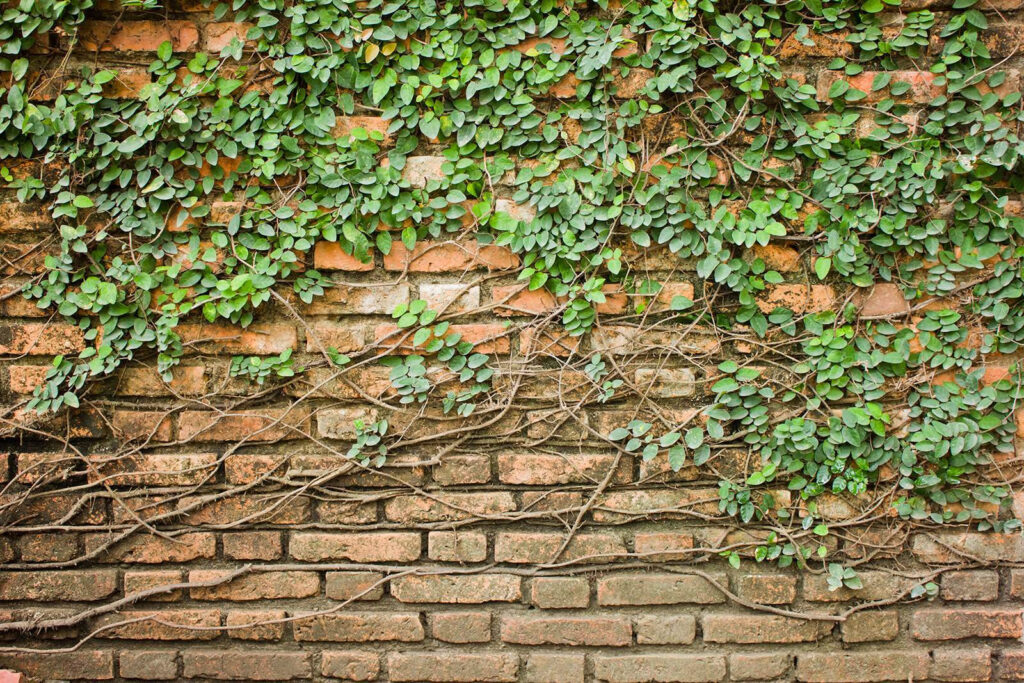 Ivy above old brick — full design