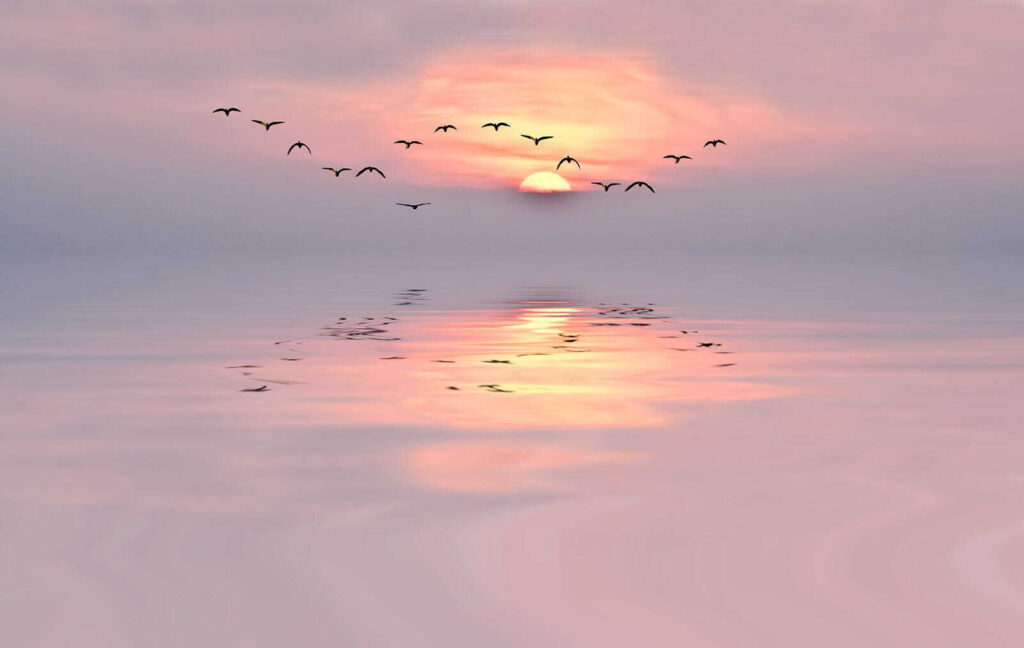 Birds over pink water — full design