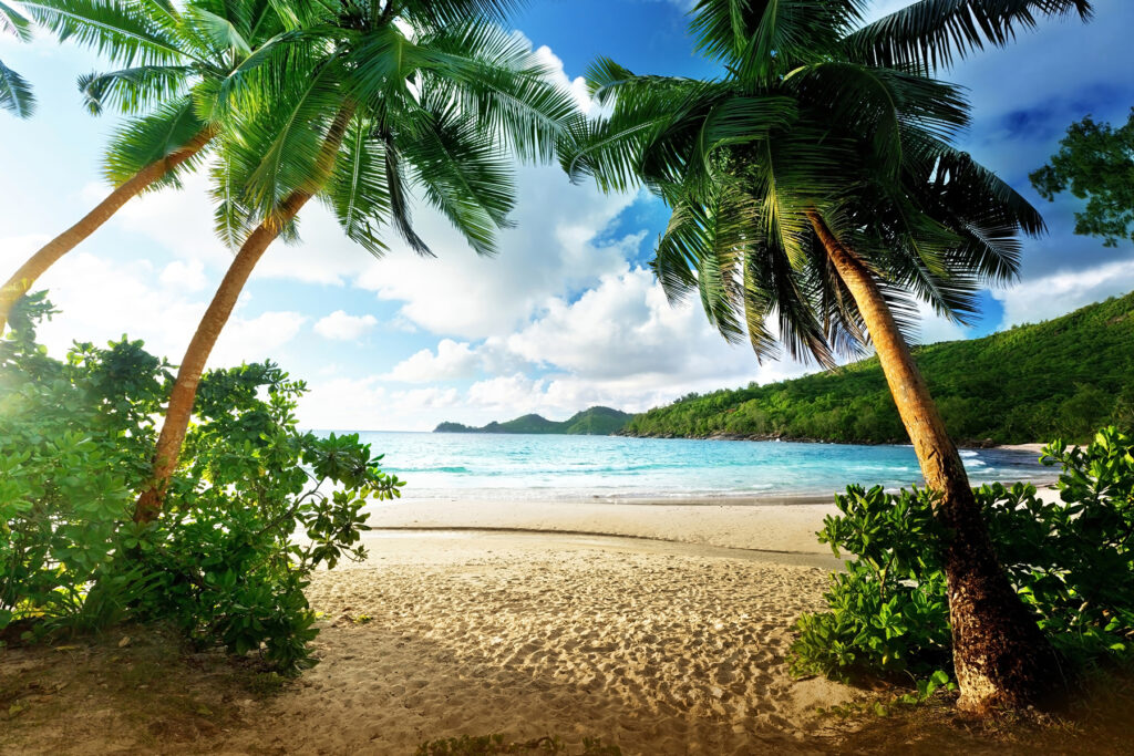 Between the Palms — full design