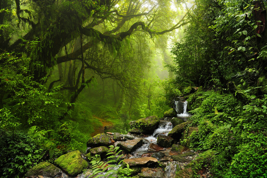Forest Stream — full design