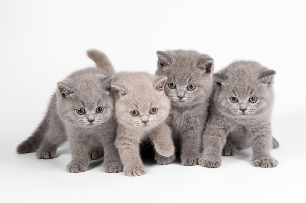 Kitten Company — full design