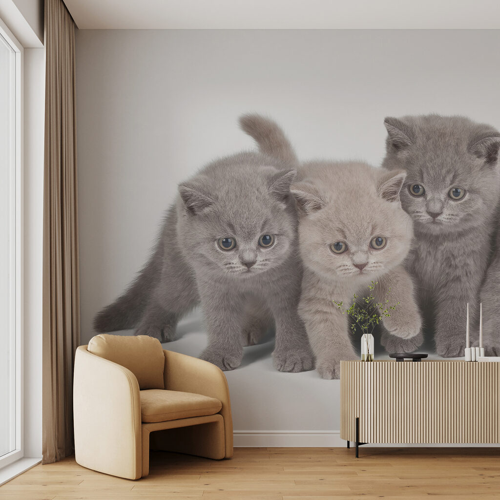 Kitten Company — interior 3