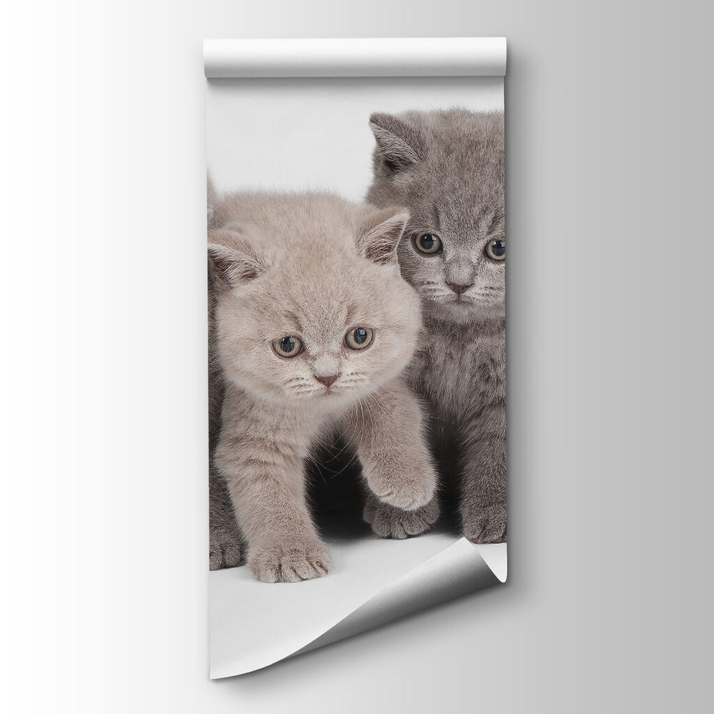 Kitten Company — product view