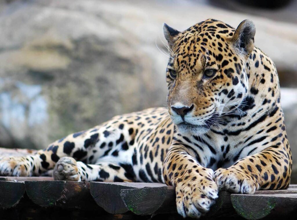 Spotted cat on rock — full design