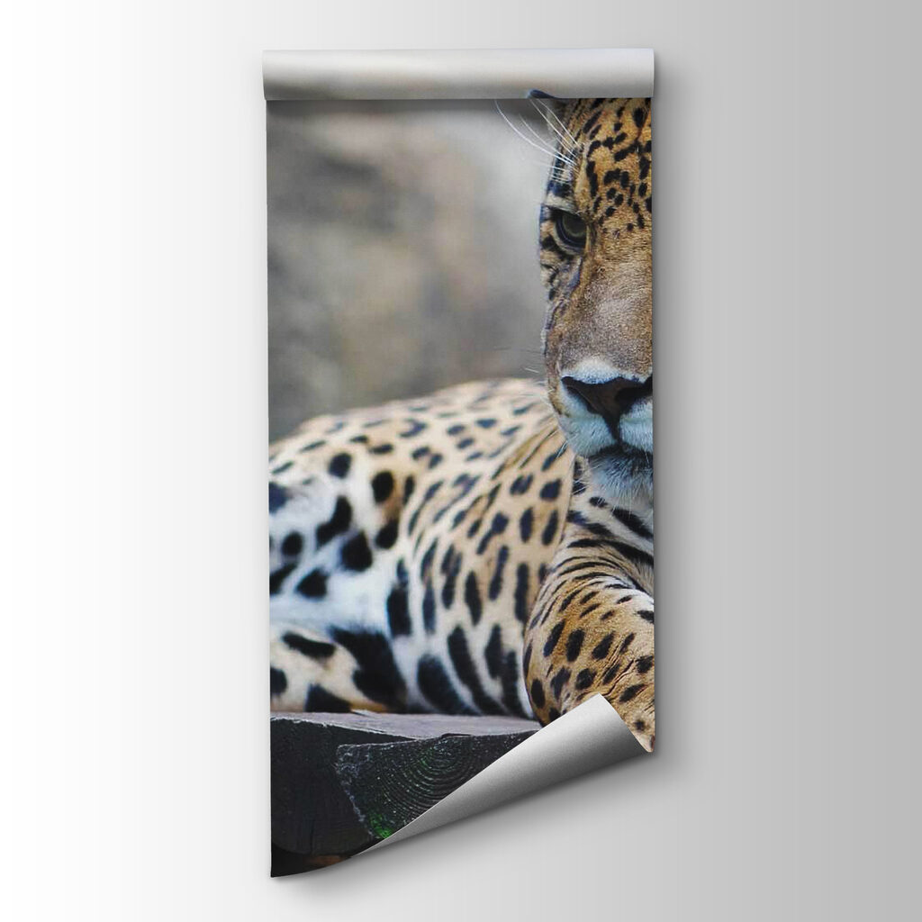 Spotted cat on rock — product view