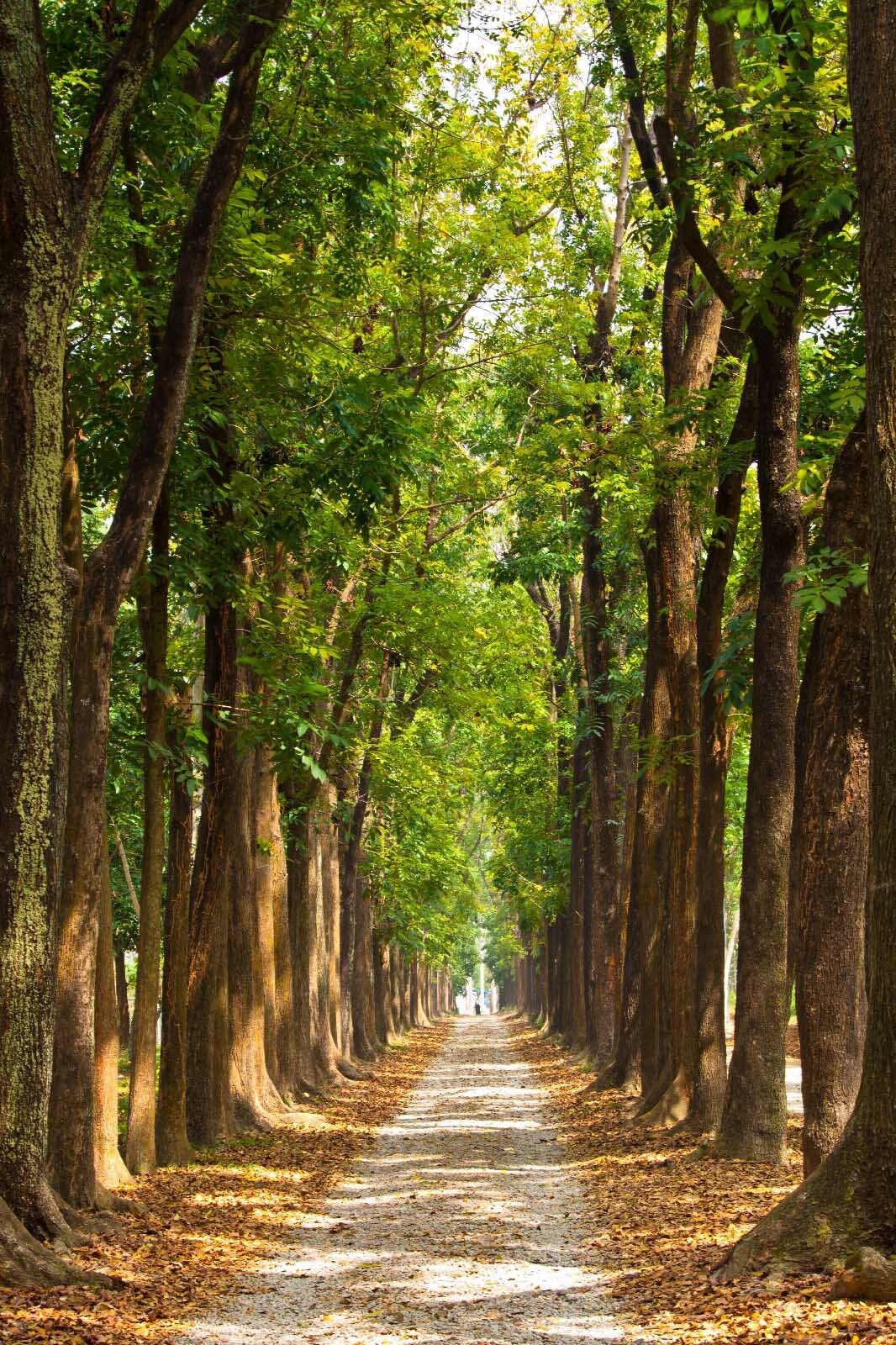 Long tree-lined avenue — full design