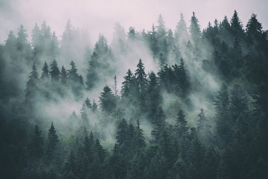 Pines fading in pink-grey — full design