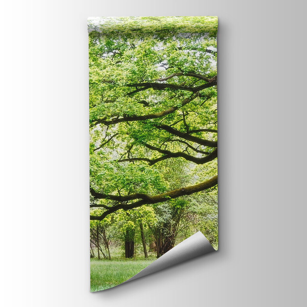 Old tree, green crown — product view
