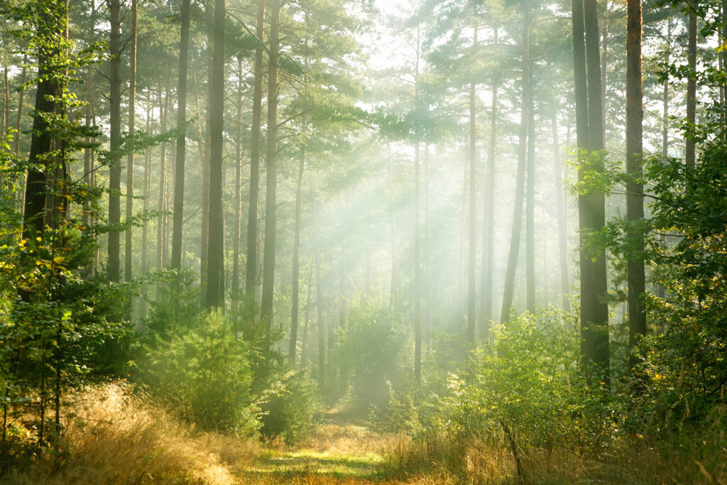 Light through tall trunks — full design