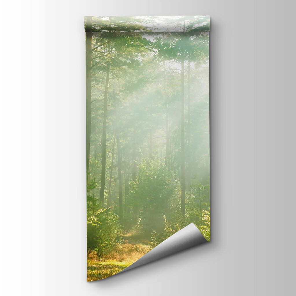 Light through tall trunks — product view