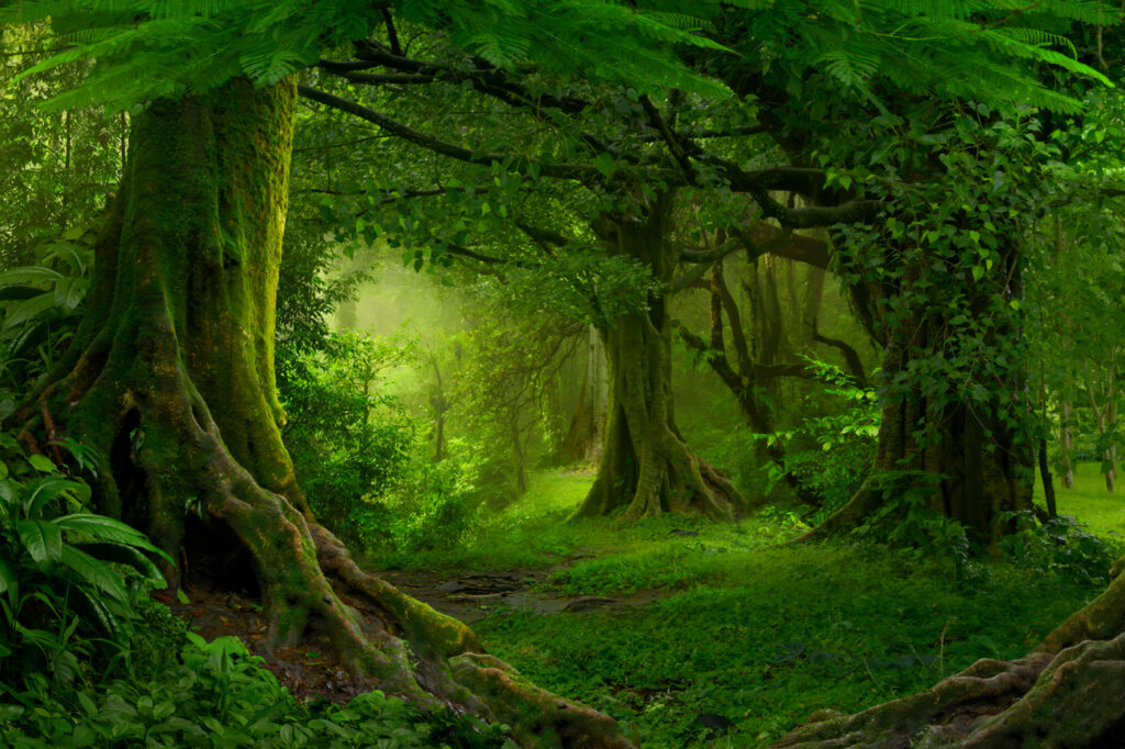 Green forest with roots — full design