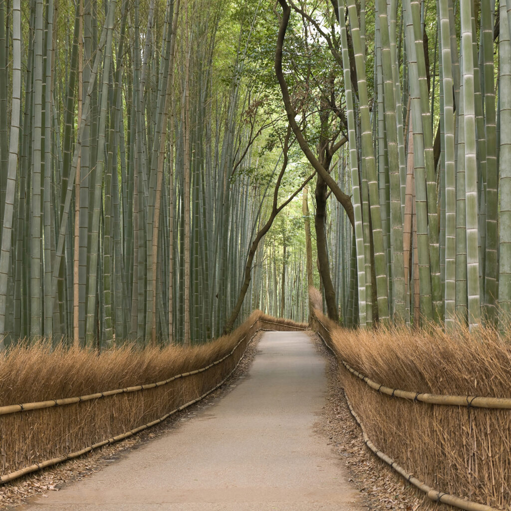 Path through tall bamboo — full design