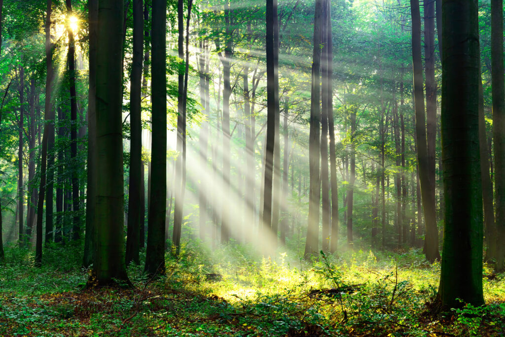 Light through straight trunks — full design