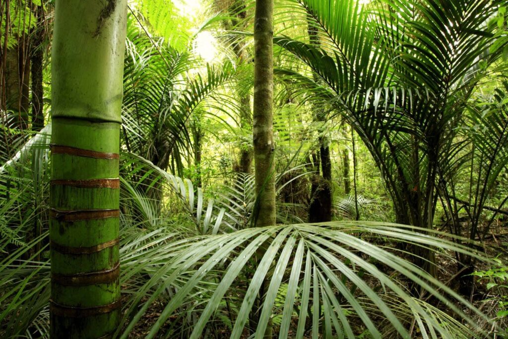 Deep green tropical forest — full design