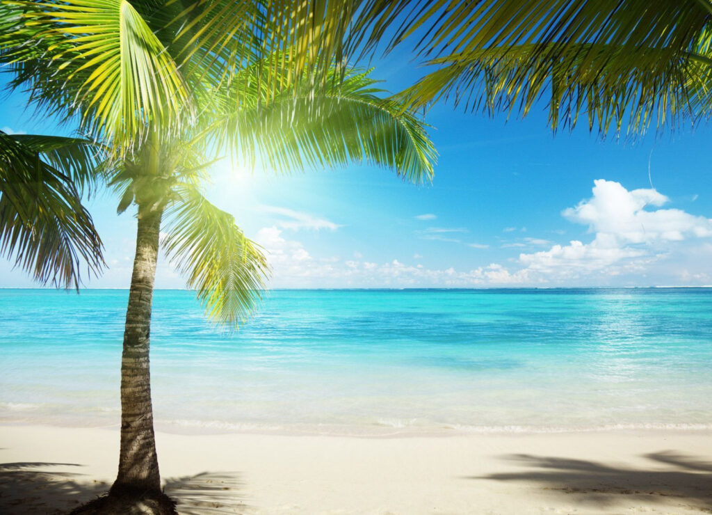 Palm shadow on beach — full design