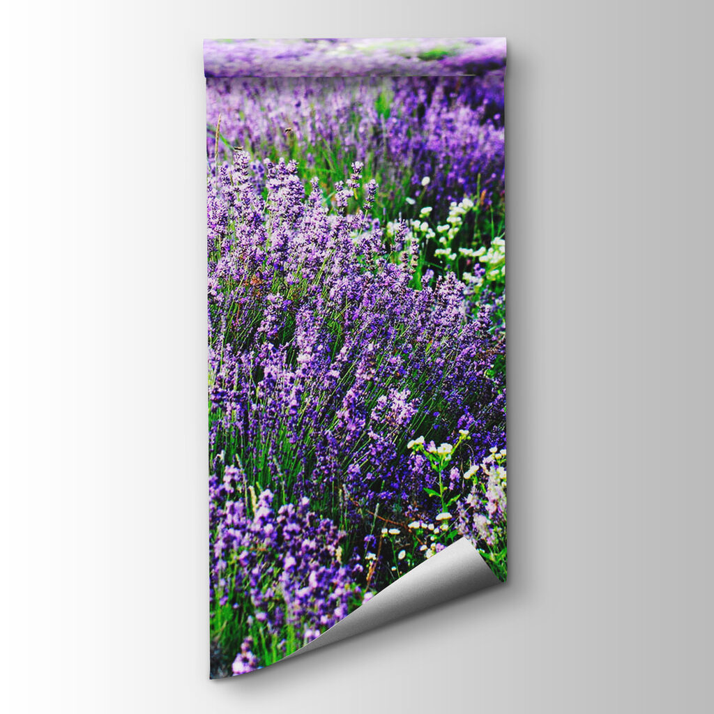 Lavender in wavy rows — product view