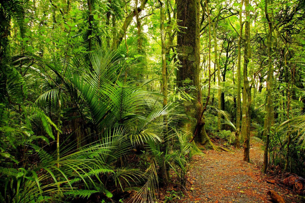 Jungle path by ferns — full design
