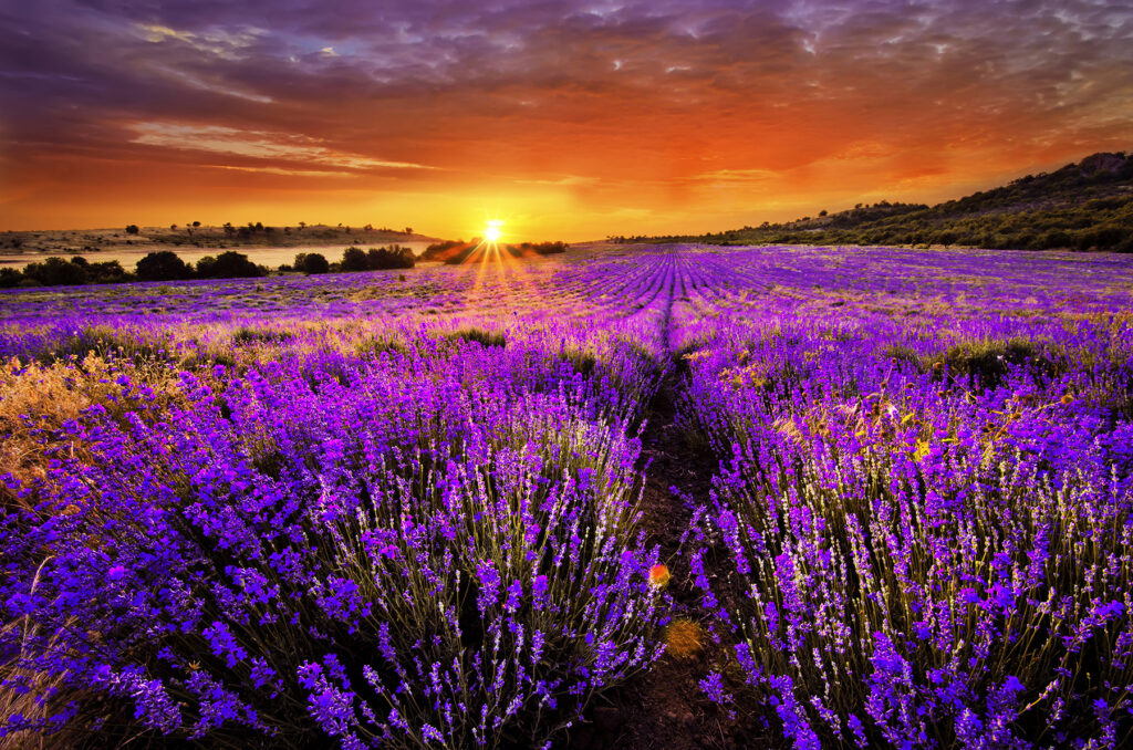 Lavender under orange sun — full design