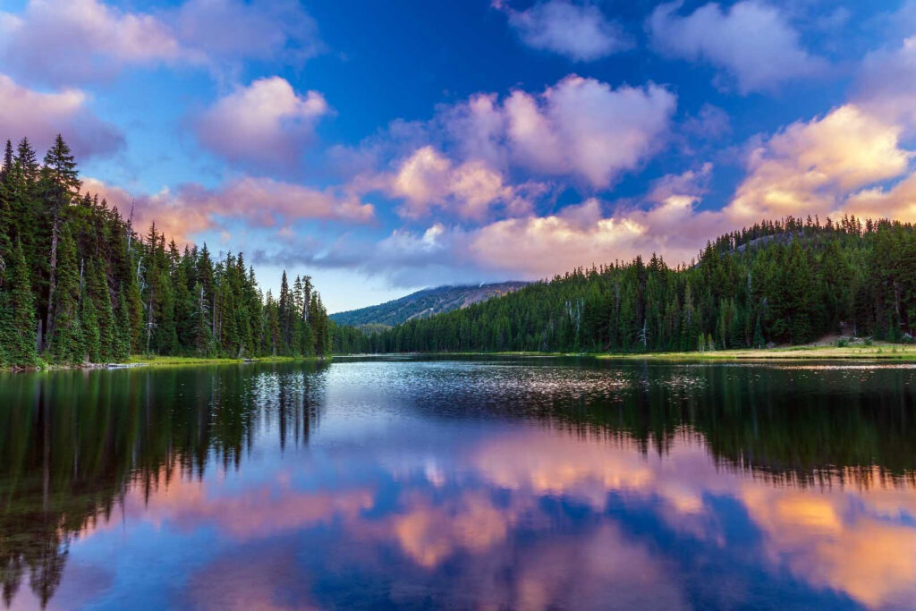 Forest reflected in lake — full design