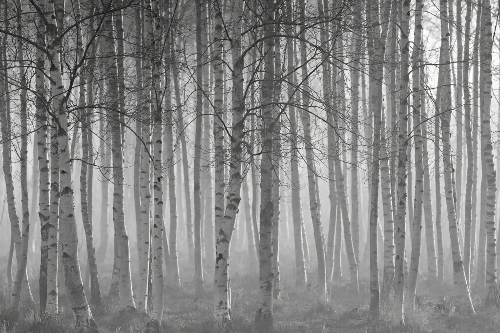 Birch forest in mist — full design