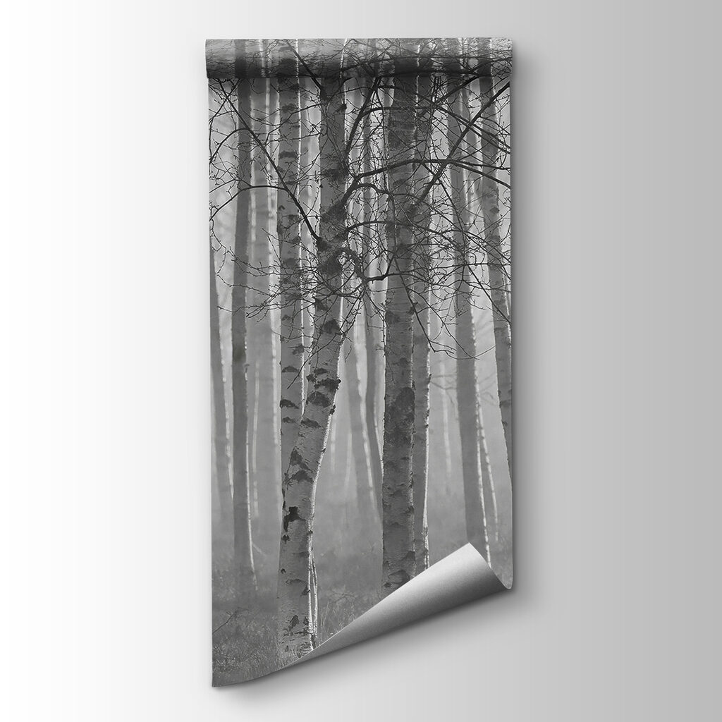 Birch forest in mist — product view
