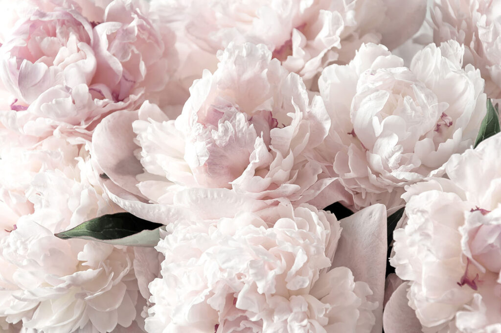Light pink peonies — full design