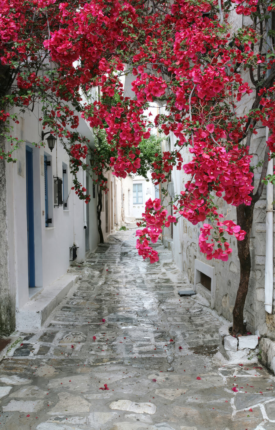 Blossom Lane — full design