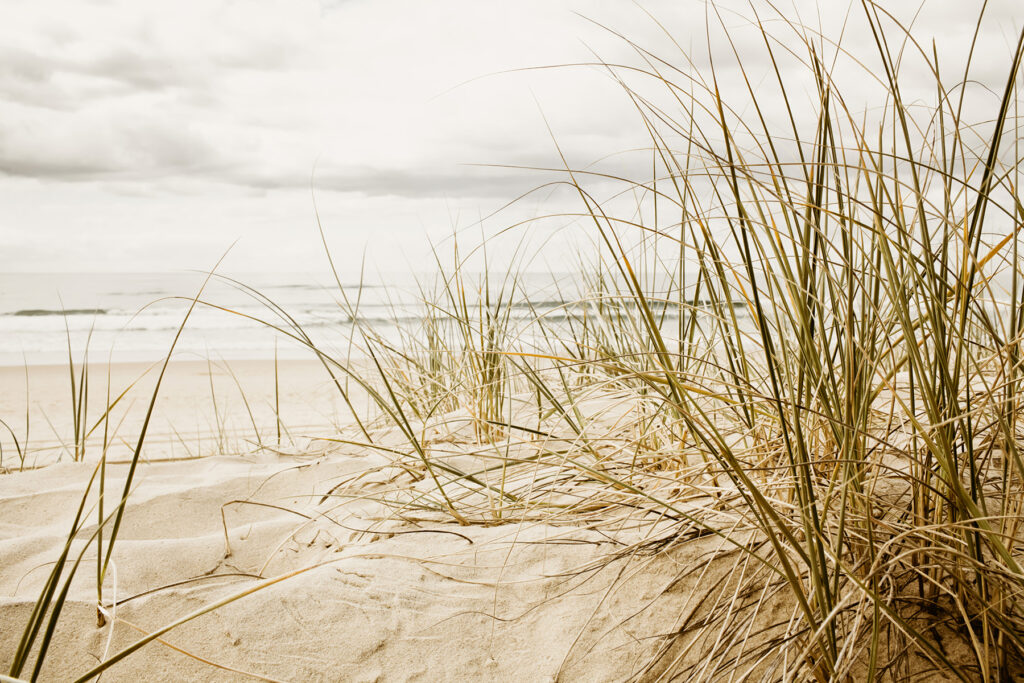 Dune grasses, still sea — full design