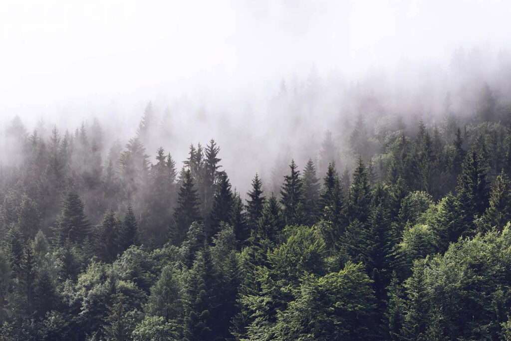 Forest Horizon — full design