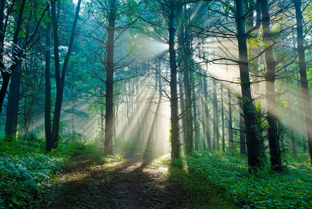 Sunbeams through tall trees — full design