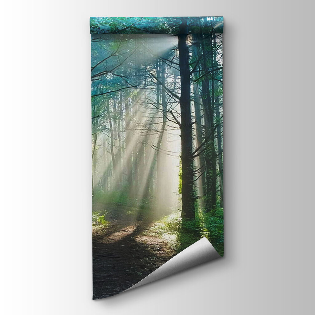 Sunbeams through tall trees — product view