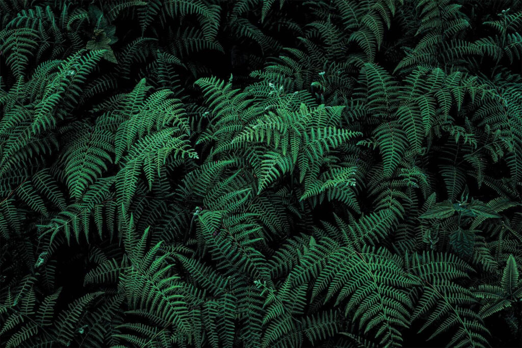Green ferns in shade — full design